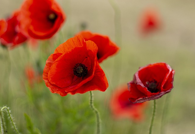 Close-up of a red poppy