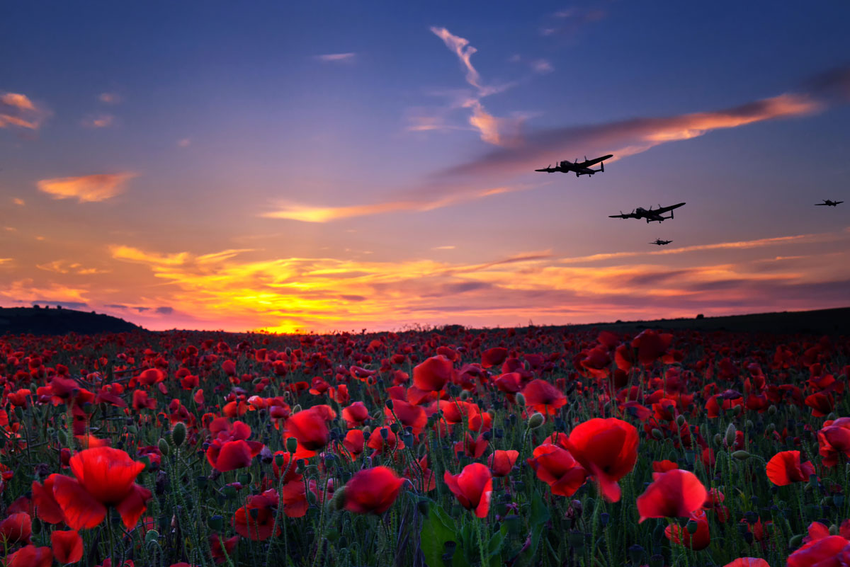 Poppy field at sunset with wartime aircraft